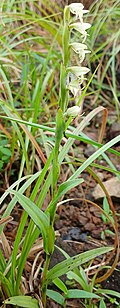 Most orchids have leaves arranged spirally up the stem.