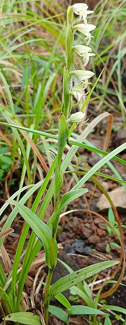 File:Orchid at Palakayamthattu 8 (cropped).jpg