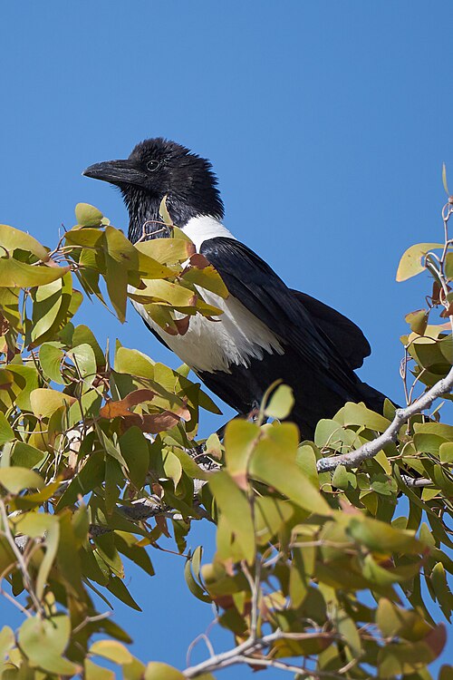 File:Pied Crow in Tree 2019-07-26.jpg