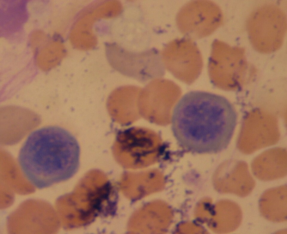 File:Prorubricyte.jpg
