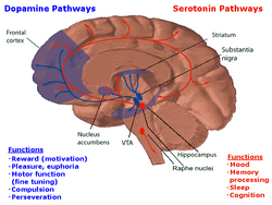  In this drawing of the brain, the serotonergic system is red and the mesolimbic dopamine pathway is blue. There is one collection of serotonergic neurons in the upper brainstem that sends axons upwards to the whole cerebrum, and one collection next to the cerebellum that sends axons downward to the spinal cord. Slightly forward the upper serotonergic neurons is the ventral tegmental area (VTA), which contains dopaminergic neurons. These neurons' axons then connect to the nucleus accumbens, hippocampus, and the frontal cortex. Over the VTA is another collection of dopaminergic cells, the substansia nigra, which send axons to the striatum.