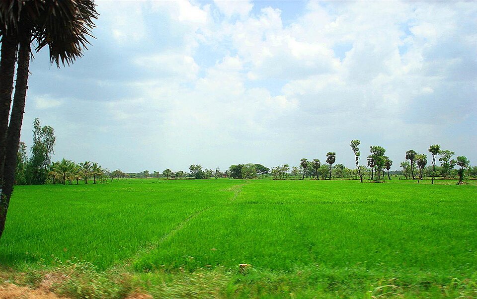 File:Rice paddy fields.jpg