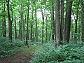 A path through a green forest with many shrubs