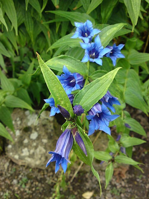 File:Willow gentian.jpg
