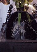 Thumbnail for version as of 19:12, 20 July 2010