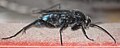 Spider wasp, Allochares azureus, in my house.  Thanks to Nick Fensler at BugGuide.net for ID.