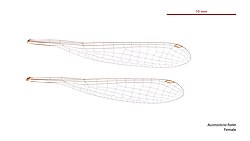 Female wings