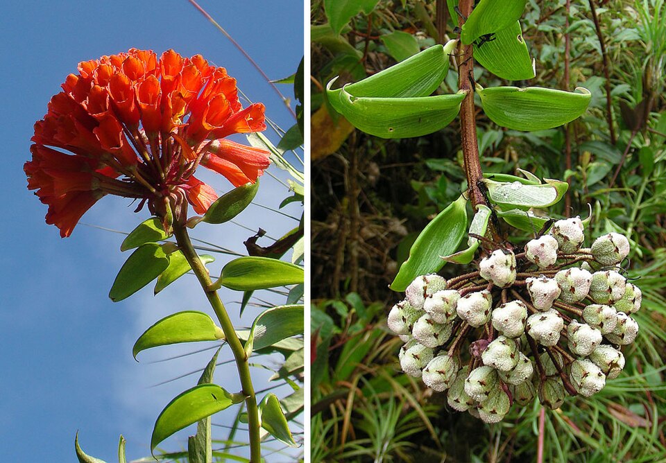 File:Bomarea patinii, flowerhead and seeds (9725805119).jpg