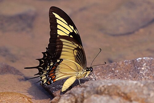 Citrus swallowtail Heraclides androgeus Brazil