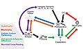 Image 122Cryptic interactions in the marine food web. Red: mixotrophy; green: ontogenetic and species differences; purple: microbial cross‐feeding; orange: auxotrophy; blue: cellular carbon partitioning. (from Marine food web)