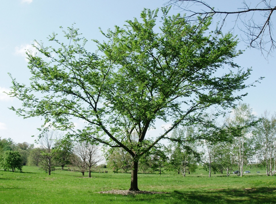 File:Delaware 1.png