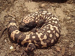 A Gila monster curled up on the ground absorbing heat.