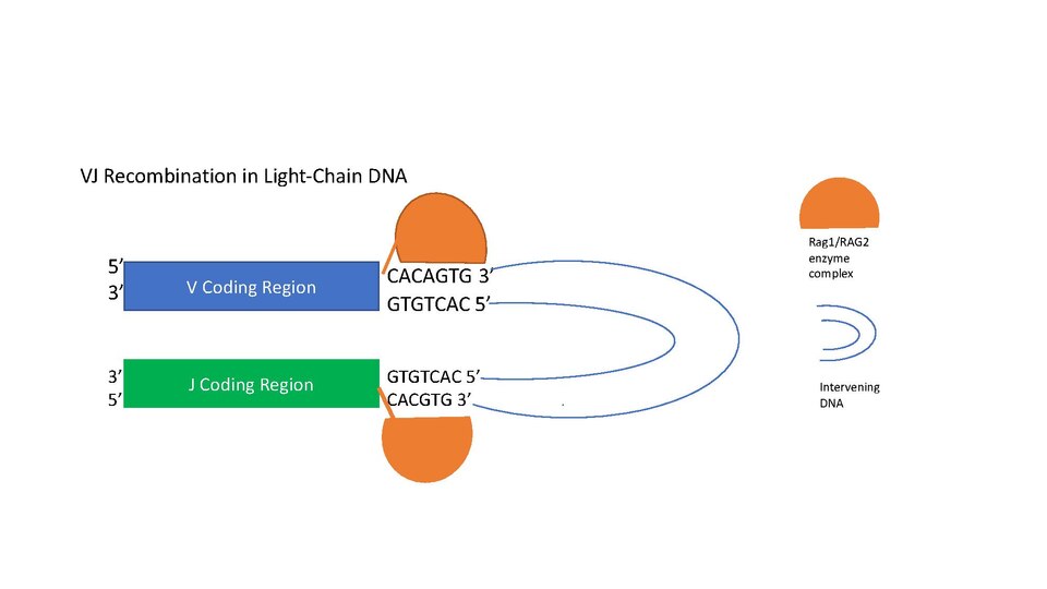 File:Jv recombination.pdf