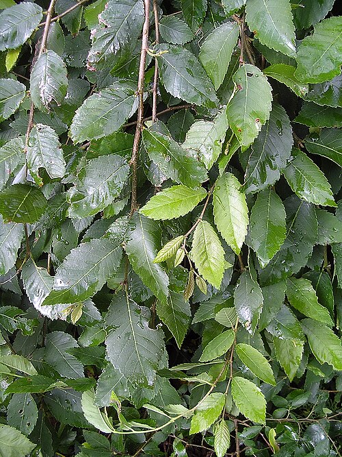 File:Lace Parasol foliage.jpg