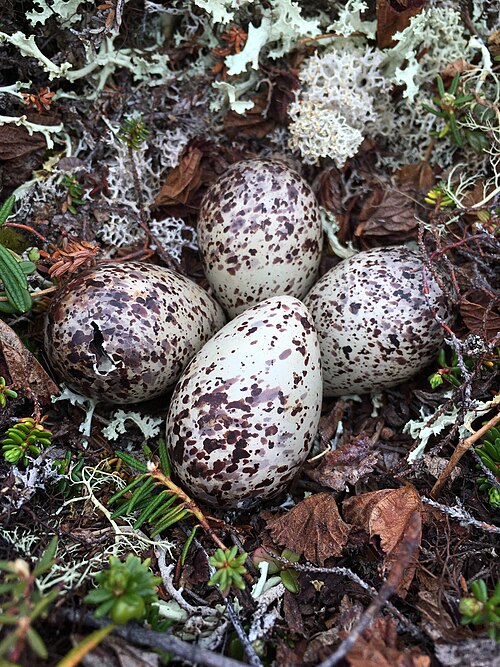 File:Lesser Yellowlegs' eggs.jpg