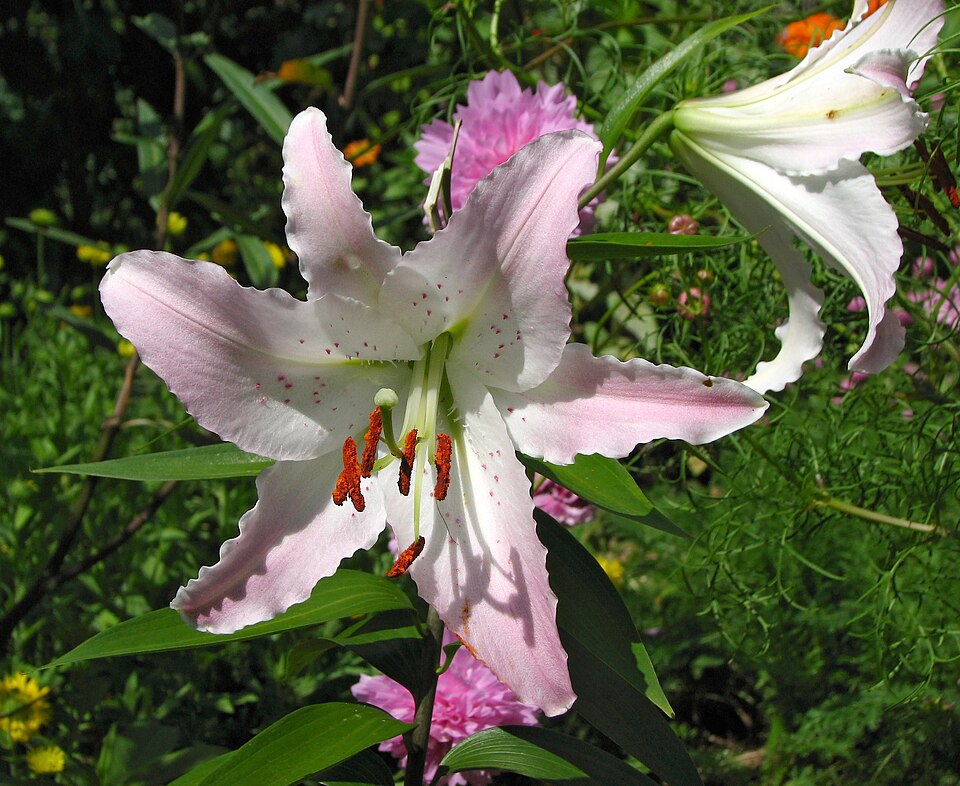 File:Lilium 'Marco Polo' Flower 2580px.jpg