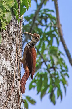 Long-billed woodcreeper Nasica longirostris Ecuador