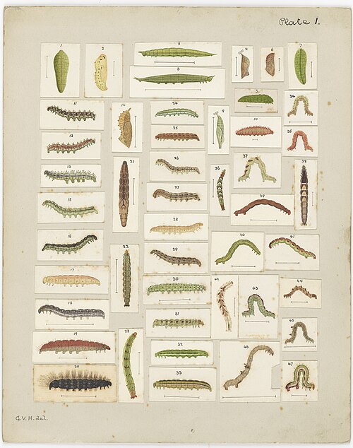 File:MA I437600 TePapa Plate-I-The-butterflies full.jpg