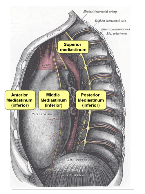 File:Mediastinum.png