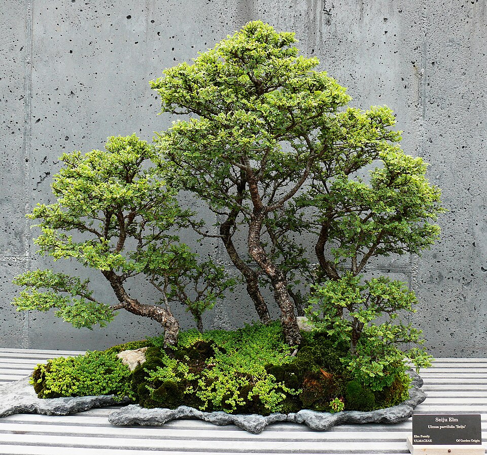 File:NCArboretum Bonsai-27527-2.jpg