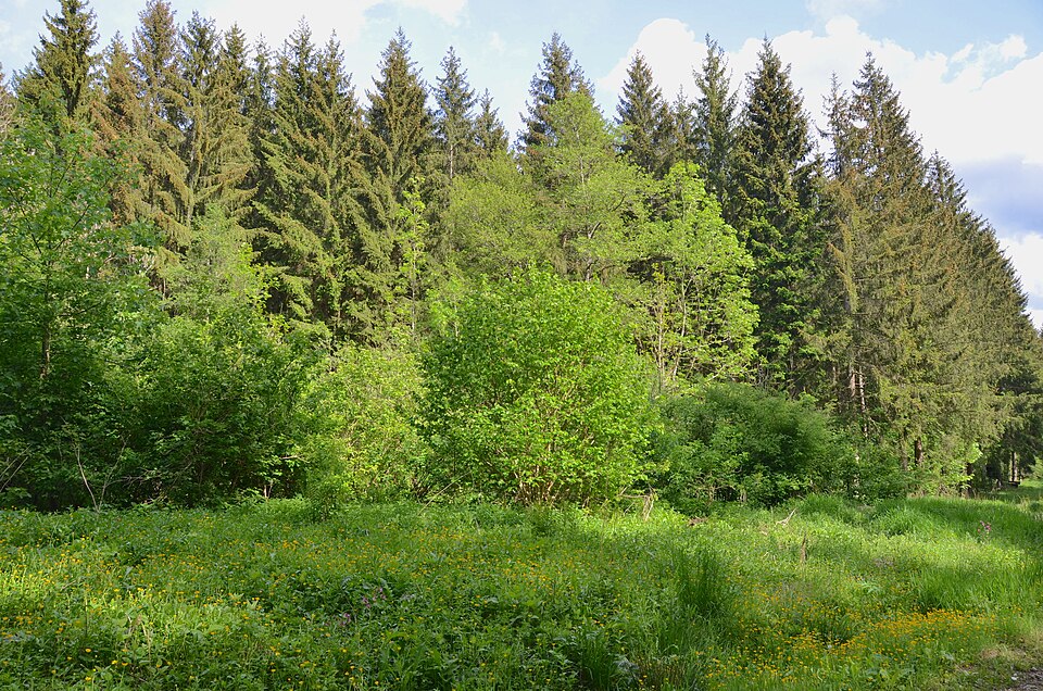 File:Naturdenkmal Lochenhof bei Hausen am Tann.jpg