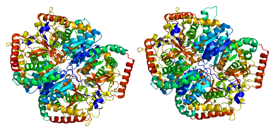 File:Protein LDHA PDB 1i10.png