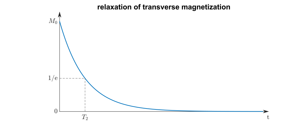 File:Relaxation transverse magnetization.svg