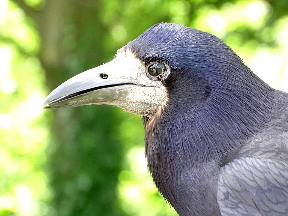 File:Rook SJ1.JPG