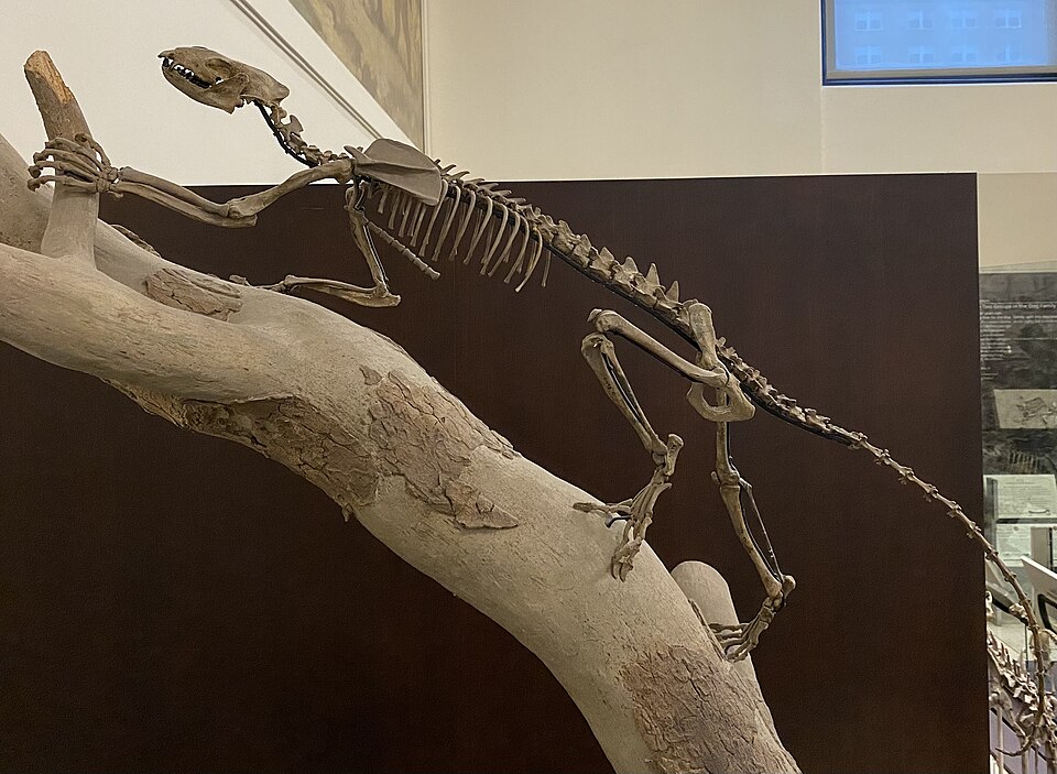 File:Vulpavus at AMNH.jpg