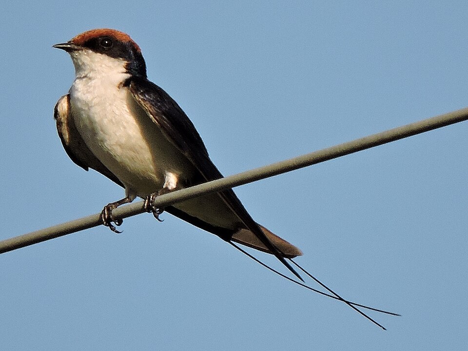 File:Wiretailed swallowed ,Chandigarh, India.JPG