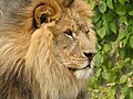 A lion similar to Aslan, the Lion