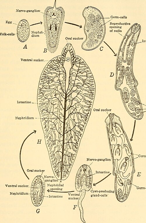 File:Animal biology (1938) (17576890133).jpg