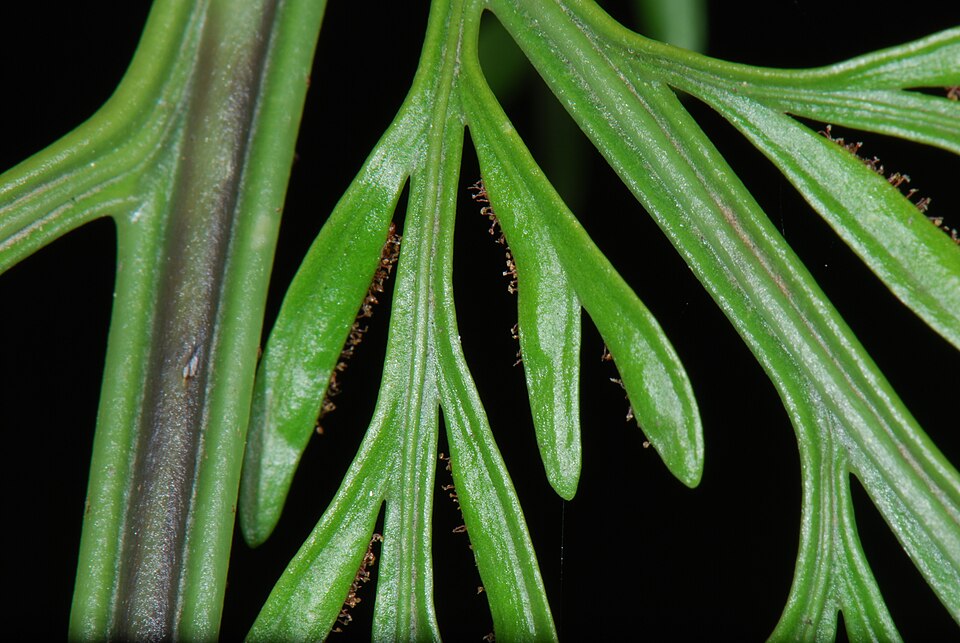 File:Asplenium bulbiferum Pengo.jpg