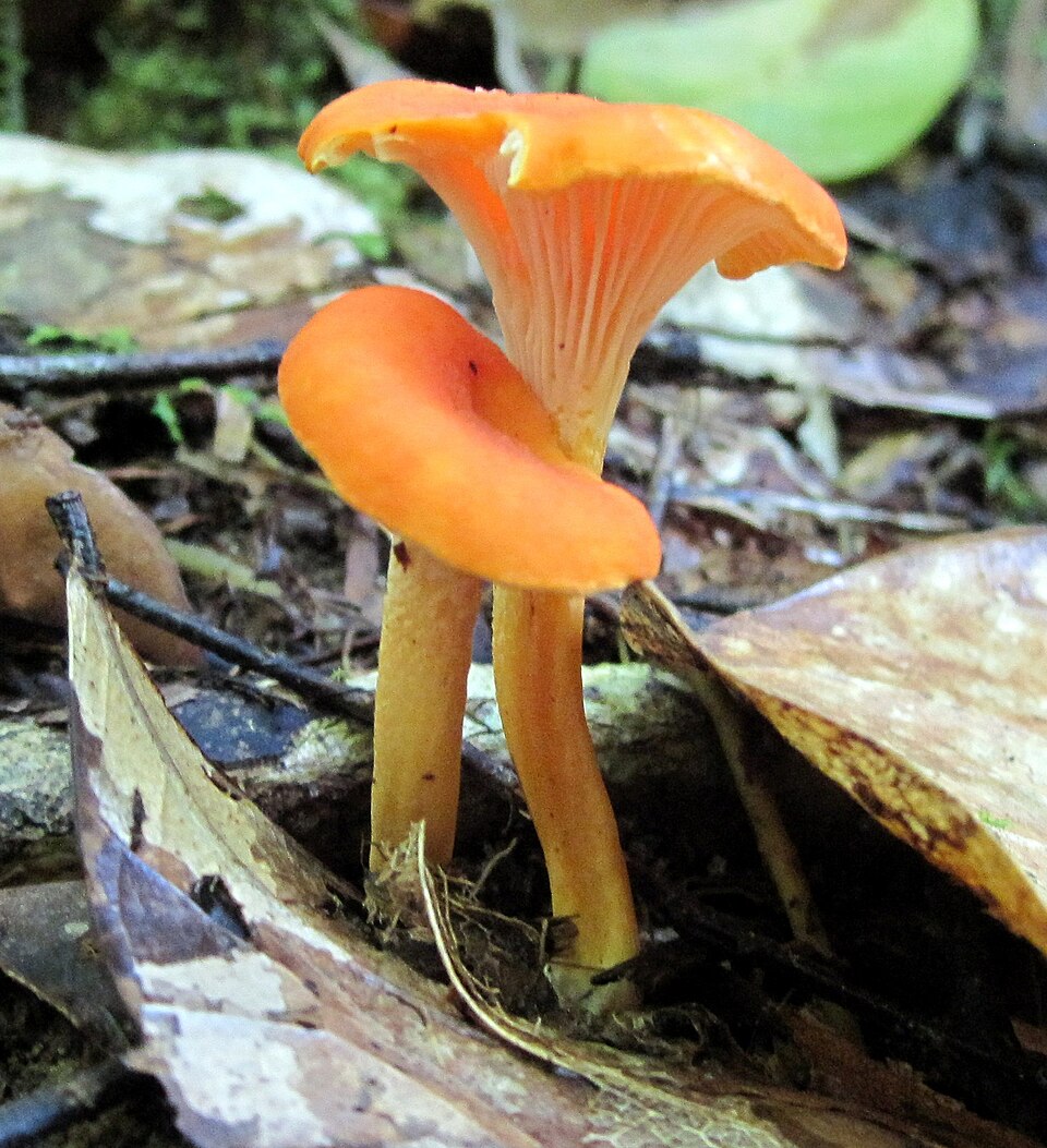 File:Cantharellus guyanensis 2 French Guiana cropped.jpg