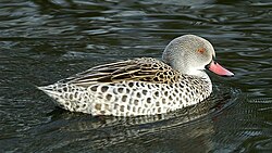 Cape Teal (Anas capensis) (2)