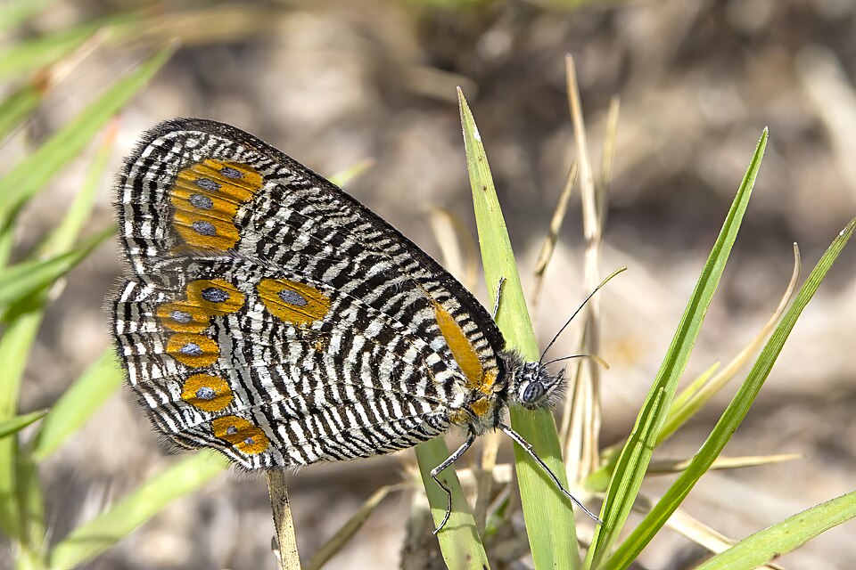 File:Dark-webbed ringlet (Physcaeneura panda) underside Kruger.jpg