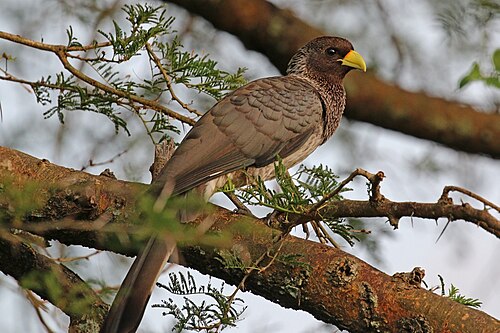 Eastern grey plantain-eater Crinifer zonurus Uganda