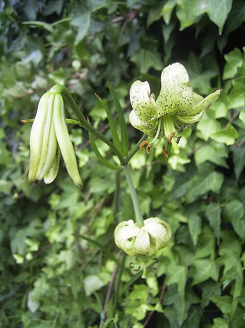 File:Lilium fargesii.jpg