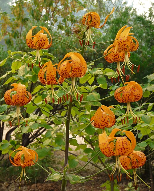 File:Lilium humboldtii2.jpg