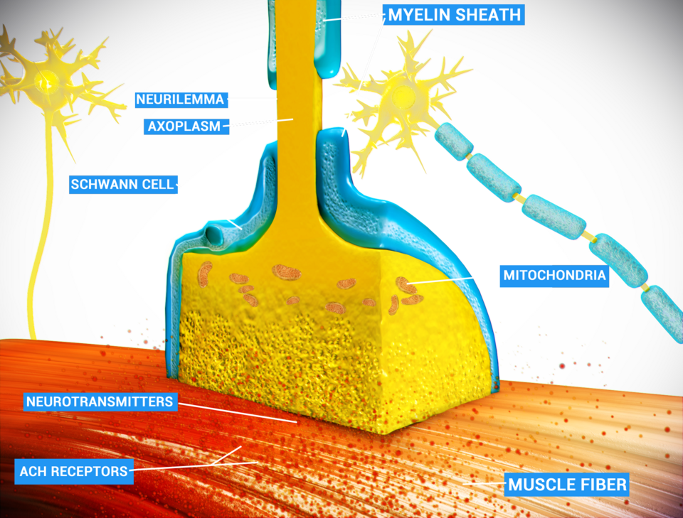 File:Neuro Muscular Junction.png