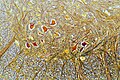 Cross section of adult rat spinal cord stained using Cajal method