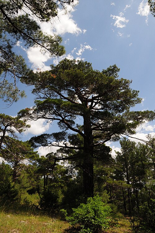 File:Pinus brutia, Findikli 0.jpg