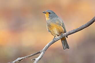 Red-lored Whistler 0A2A8896
