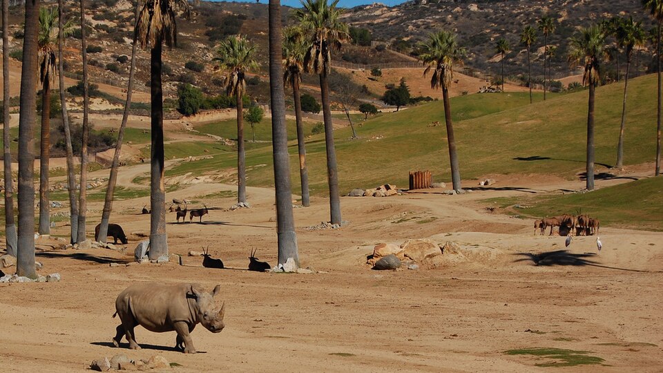 File:Rhino san diego wild animal park.jpg