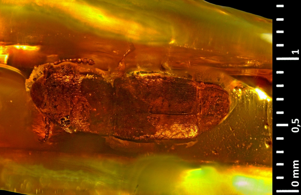File:Smicrips europaeus dorsal.png