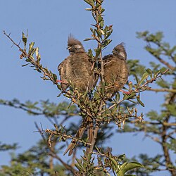 Speckled mousebirds Colius striatus kikuyensis ♂♀ Kenya
