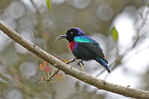 Splendid sunbird Cinnyris coccinigastrus ♂Ghana