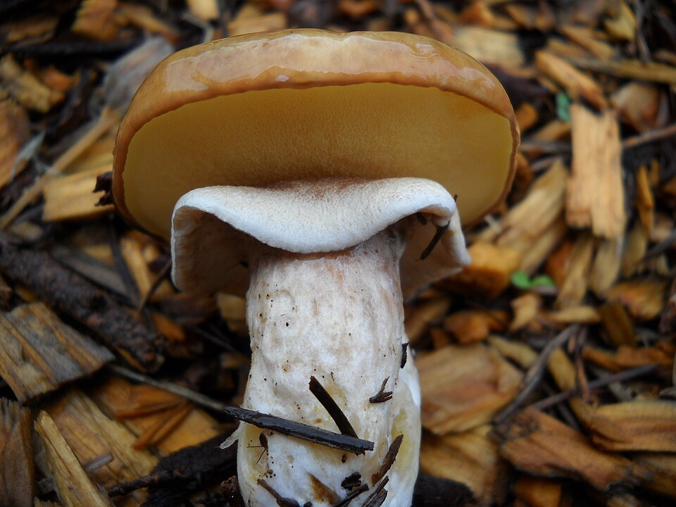 File:Suillus luteus 113280.jpg