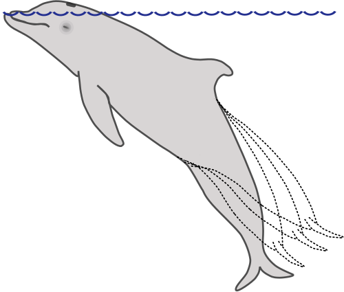 File:דולפין ישן.svg