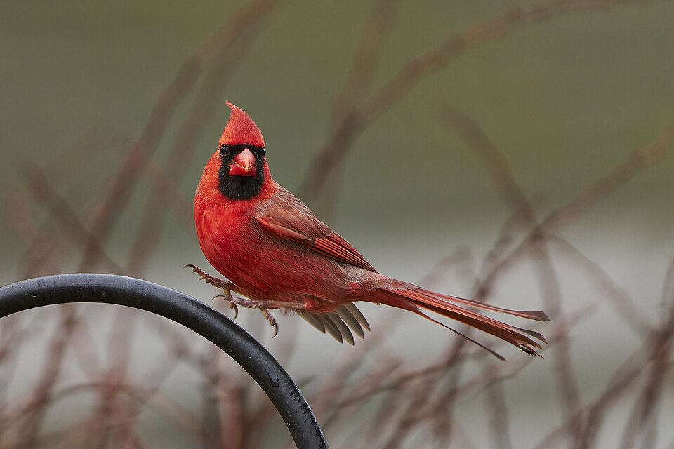 File:20231227 northern cardinal casa PD104889.jpg